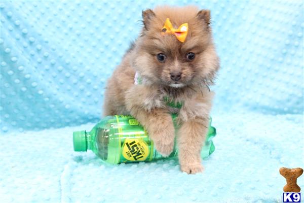 CMPuppyHeaven Picture 2